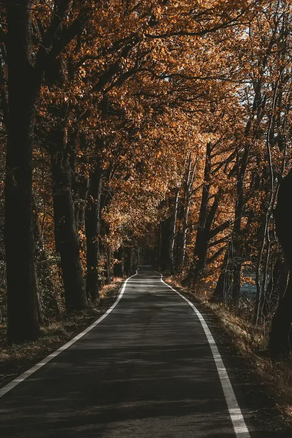 Wynajem Długoterminowy